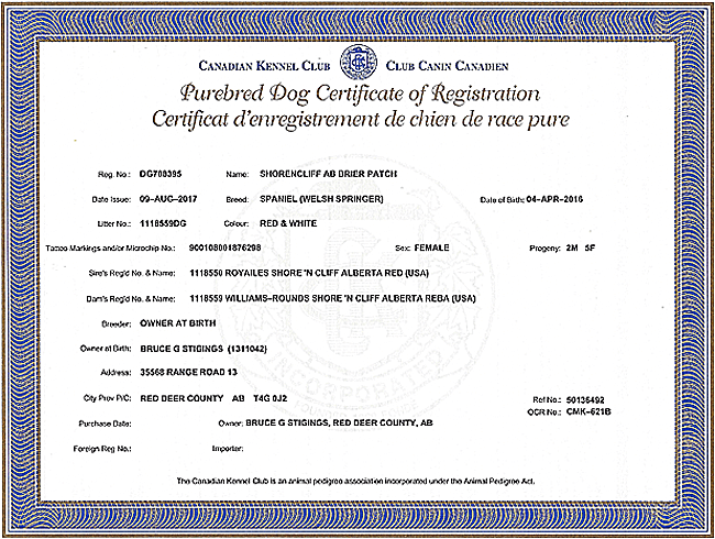 Welsh Springer Spaniel Purebred Certificate for Brier.