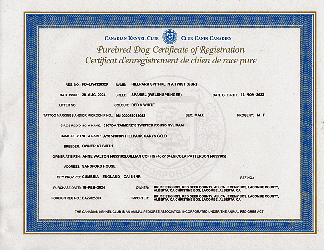 Welsh Springer Spaniel Purebred Certificate for Cody