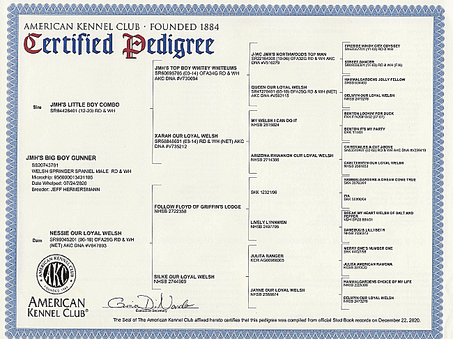 Welsh Springer Spaniel Certified Pedigree for Gunner