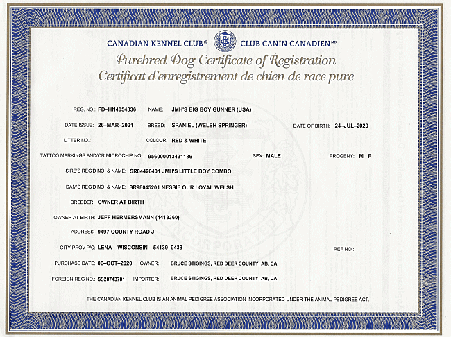 Welsh Springer Spaniel Purebred Certificate for Gunner