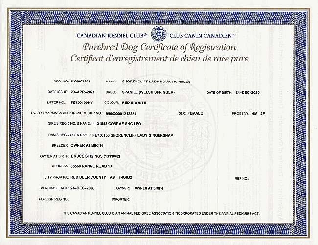 Welsh Springer Spaniel Purebred Certificate for Lady Nova