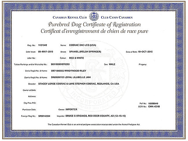 Welsh Springer Spaniel Purebred Certificate for Leo.