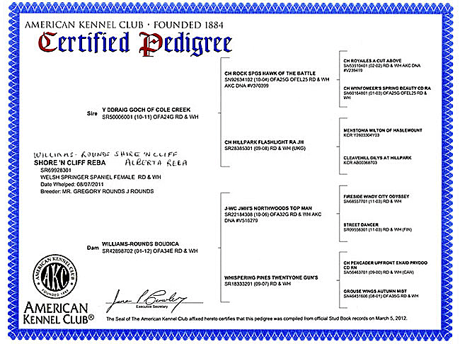 Welsh Springer Spaniel Purebred Certificate for Reba.