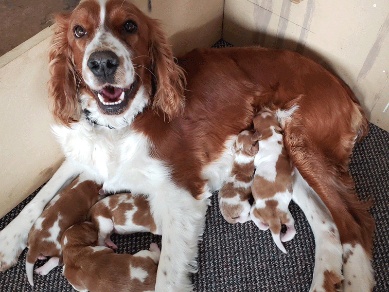 Ginger with Puppies