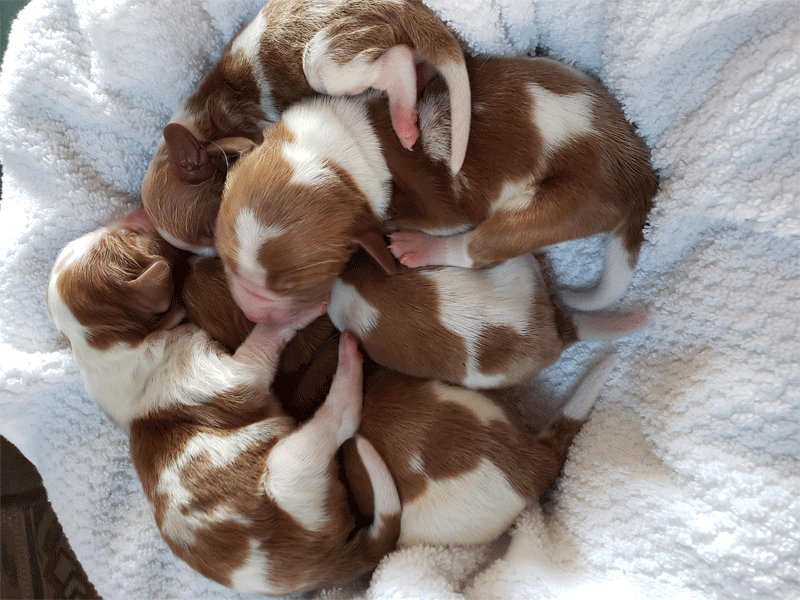 Ginger's Puppies