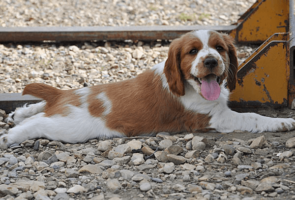 A Welsh Springer Spaniel Dog