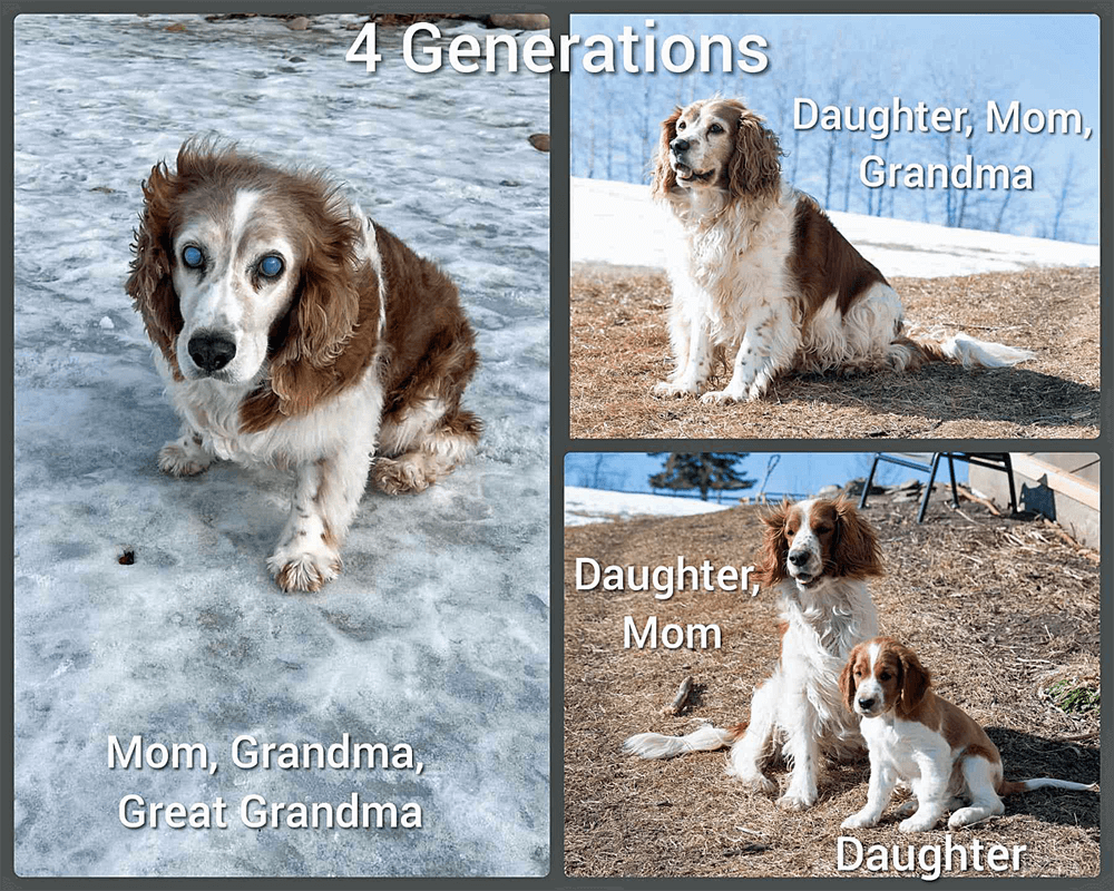 Reba with Four Generations of Offspring