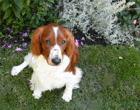 Apollo - a Welsh Springer Spaniel dog