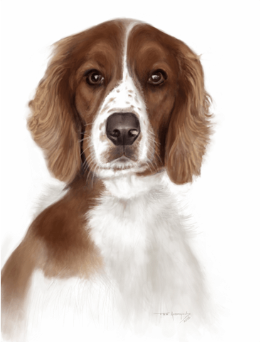 June - a Welsh Springer Spaniel dog