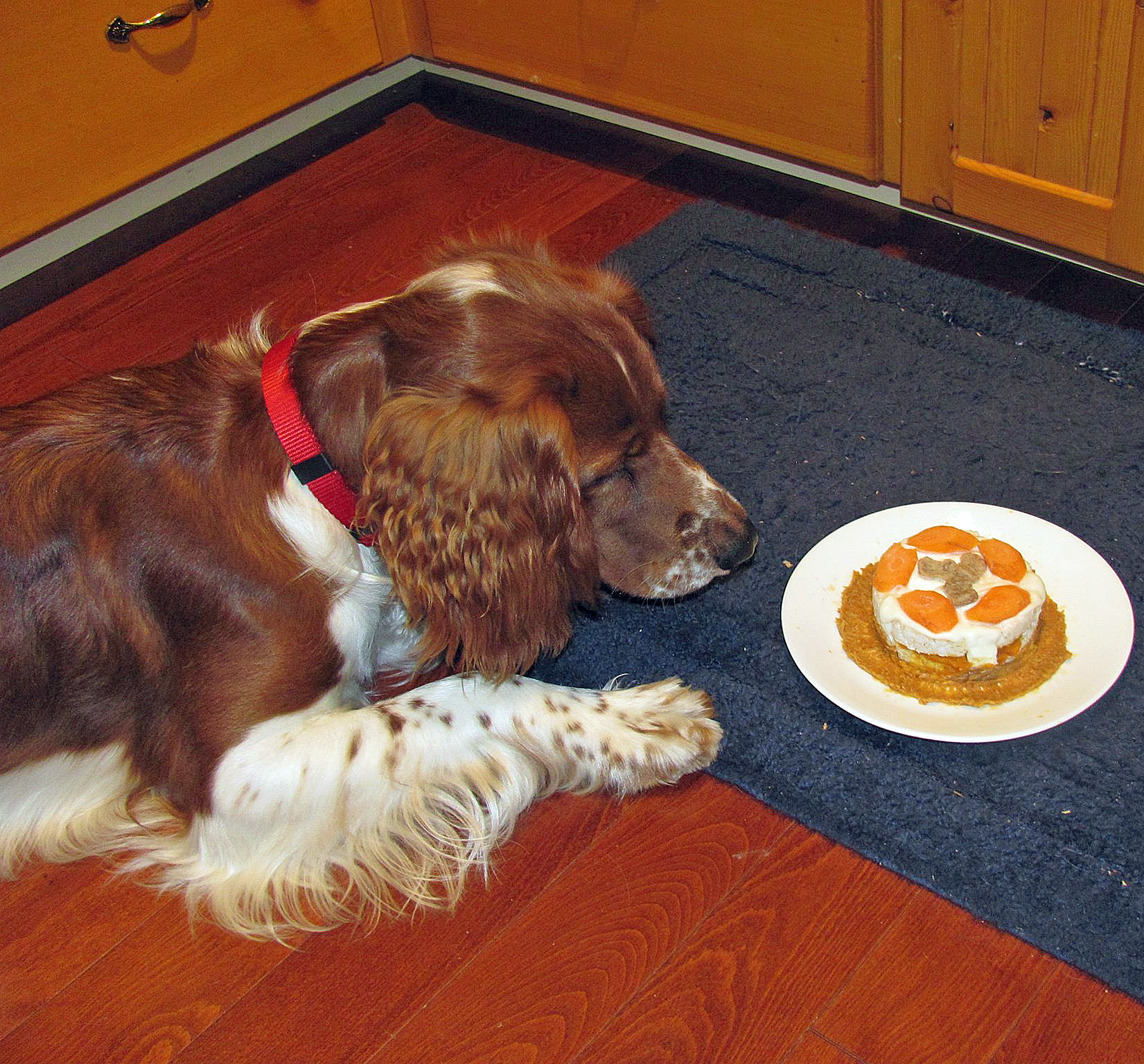 Watson - looking at his birthday cake