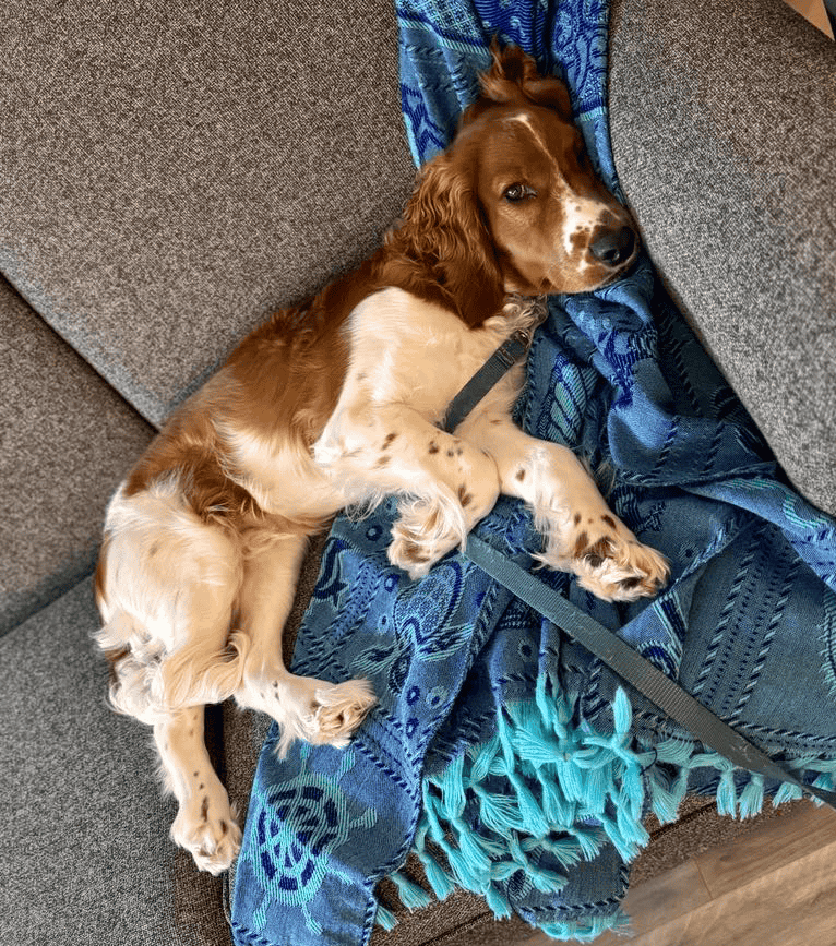 Edward a 6 month old Welsh Springer Spaniel dog