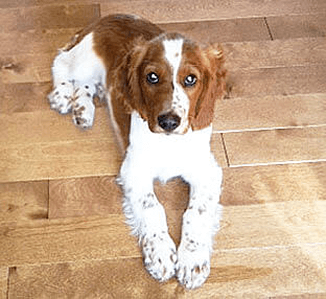 Charlie - a Welsh Springer Spaniel dog