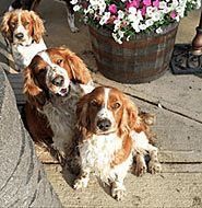 Three Welsh Springer Spaniel Dogs