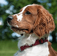 Welsh Springer Spaniel Dog