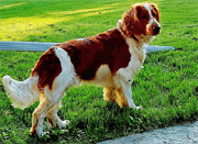 a Welsh Springer Spaniel Dog