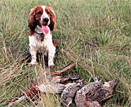 a Welsh Springer Spaniel Dog Standing Beside Game Birds