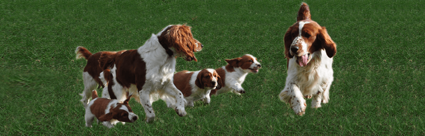 Springer Spaniel Dogs Playing