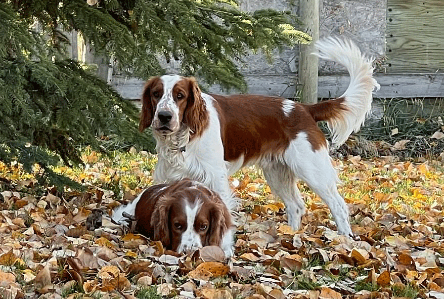 Lady's Litter of Puppies