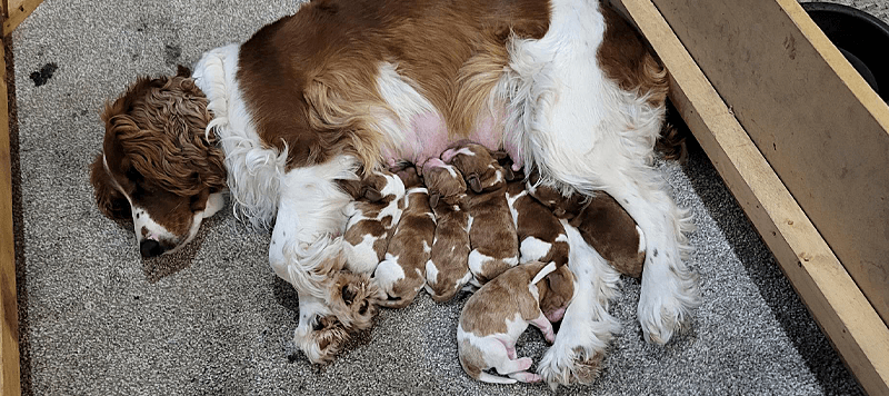 Lady's Litter of Puppies