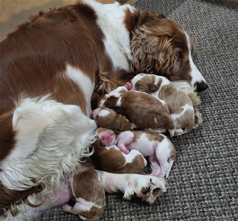 Lady's Litter of Puppies