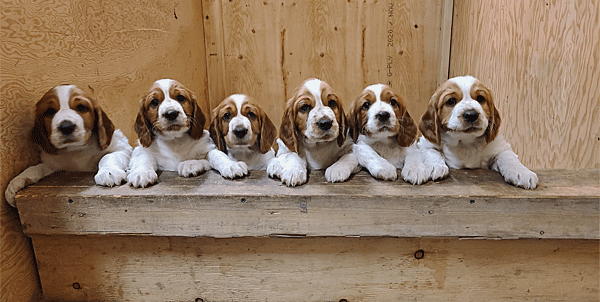 Six Cute Puppies