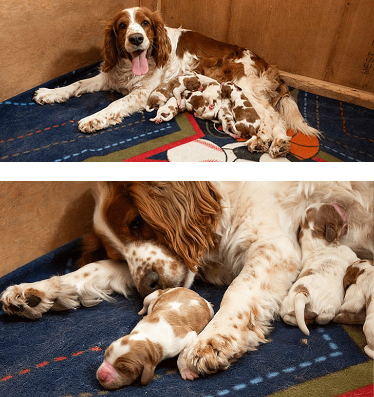 Cody and Jacey's Litter of Puppies