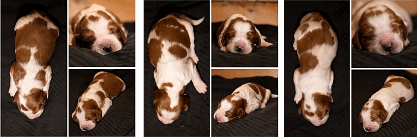 Cody and Jacey's Litter of Boy Puppies