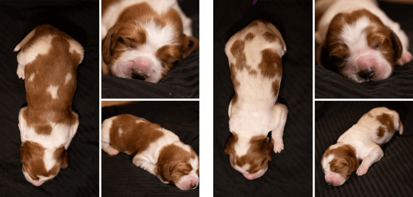 Cody and Jacey's Litter of Girl Puppies