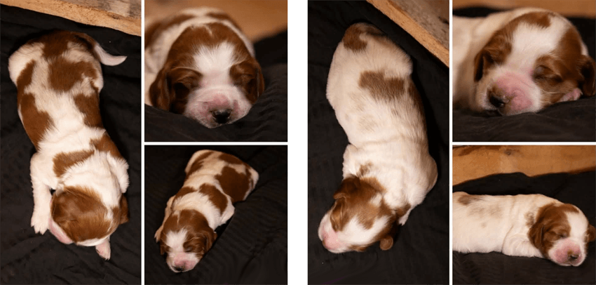 Cody and Jacey's Litter of Girl Puppies